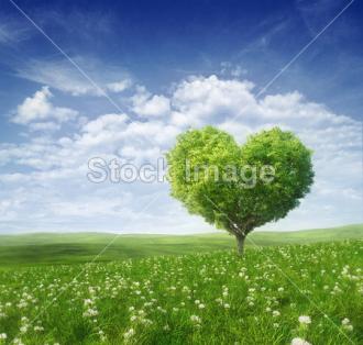 Fotožaluzie strom srdce 1-30762445