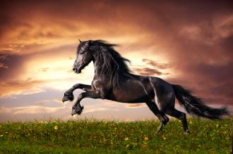Fotožaluzie - Kůň na louce
