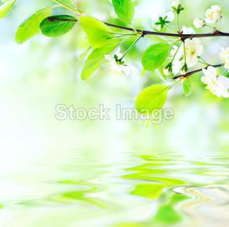 Fotožaluzie rozkvetlý strom 1-9783315