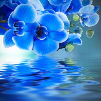 Fotožaluzie orchidej modrá 1-26645849