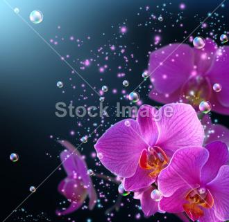 Fotožaluzie orchidej fialová 1-8525304