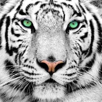 Fotožaluzie bílý tygr 1-1819767
