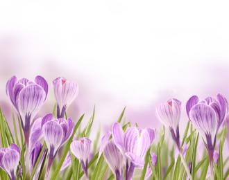 Fotožaluzie - Jarní květiny