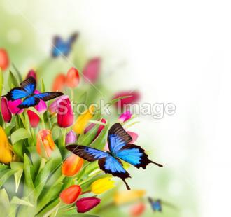 Fotožaluzie Tulipány s motýly 1-9267606