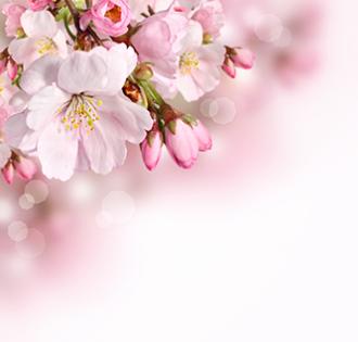 Fototapeta - Jarní květy