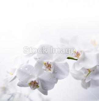 Fotožaluzie orchidej bílá 1-8599421