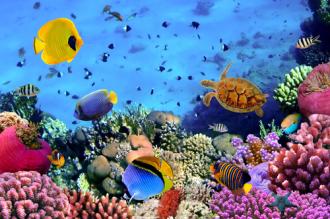 Fotožaluzie korálový útes 1-5464738