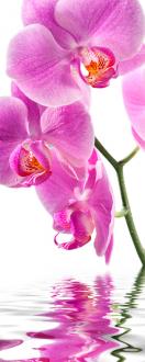 Samolepící fototapeta na dveře 95x210cm - orchidej