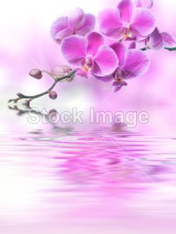 Fotožaluzie orchidej 1-6977936