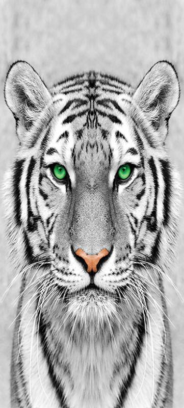 Samolepící fototapeta na dveře 95x210cm - Bílý tygr