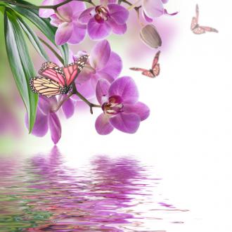 Fotožaluzie orchidej s motýly 1-40950087