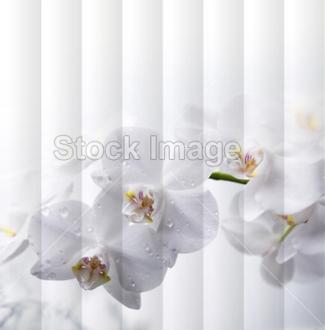 Fotožaluzie orchidej bílá 1-8599421