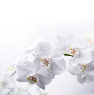 Fototapeta - Orchidej bílá